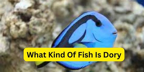 what type of fish is dory|Type of plumage on a bird CodyCross Answer.